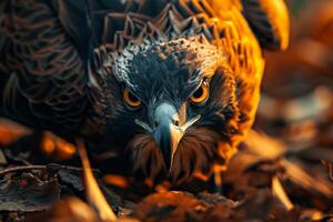 Javan Hawk Eagle bird in natural habitat photo
