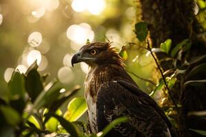 Javan Hawk Eagle bird in natural habitat photo