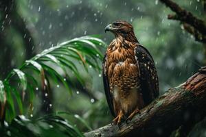 Javan Hawk Eagle bird in the rain in natural habitat photo