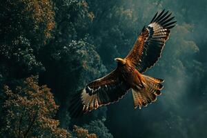 Javan Hawk Eagle bird flying in the natural habitat photo