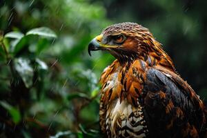 Javan Hawk Eagle bird in the rain in natural habitat photo