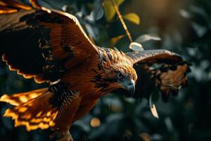 Javan Hawk Eagle bird flying in the natural habitat photo