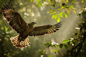 Javan Hawk Eagle bird flying in the natural habitat photo