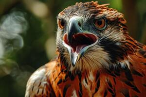 Javan Hawk Eagle bird in the natural habitat photo