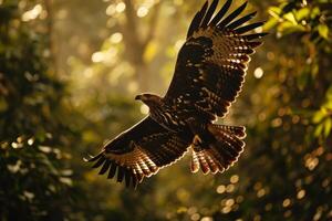 Javan Hawk Eagle bird flying in the natural habitat photo