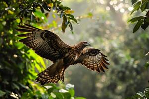Javan Hawk Eagle bird flying in the natural habitat photo