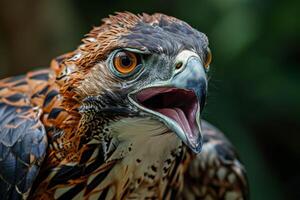 Javan Hawk Eagle bird in the natural habitat photo