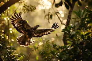 Javan Hawk Eagle bird flying in the natural habitat photo