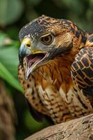 Javan Hawk Eagle bird in the natural habitat photo