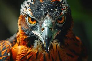 Javan Hawk Eagle bird in the natural habitat photo