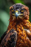 Javan Hawk Eagle bird in the natural habitat photo