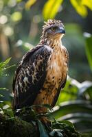 Javan Hawk Eagle bird in the natural habitat photo