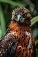 Javan Hawk Eagle bird in the natural habitat photo