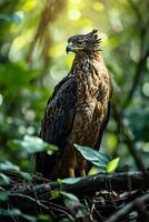 Javan Hawk Eagle bird in the natural habitat photo