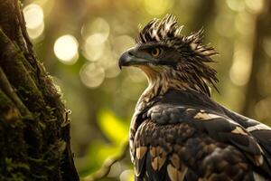 Javan Hawk Eagle bird in the natural habitat photo