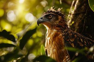 Javan Hawk Eagle bird in the natural habitat photo
