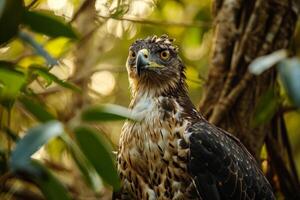 Javan Hawk Eagle bird in the natural habitat photo