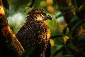 Javan Hawk Eagle bird in the natural habitat photo