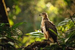 Javan Hawk Eagle bird in the natural habitat photo