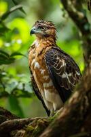 Javan Hawk Eagle bird in the natural habitat photo