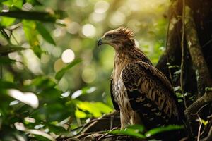 Javan Hawk Eagle bird in the natural habitat photo