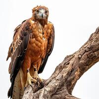 Javan Hawk Eagle bird on the rooted in studio isolated on white background photo