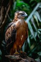 Javan Hawk Eagle bird in the natural habitat photo