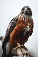 Javan Hawk Eagle bird on the rooted in studio isolated on white background photo