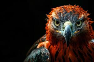 Javan Hawk Eagle bird in studio isolated on black background photo