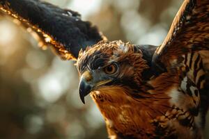 Javan Hawk Eagle bird flying in the natural habitat photo