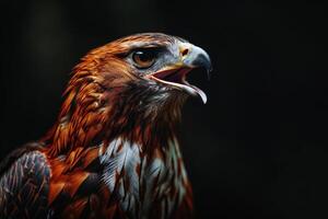 Javan Hawk Eagle bird in studio isolated on black background photo