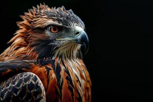 Javan Hawk Eagle bird in studio isolated on black background photo