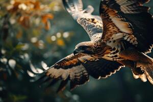 Javan Hawk Eagle bird flying in the natural habitat photo