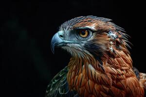 Javan Hawk Eagle bird in studio isolated on black background photo