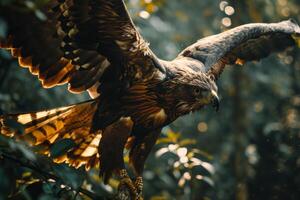 Javan Hawk Eagle bird flying in the natural habitat photo