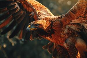 Javan Hawk Eagle bird flying in the natural habitat photo
