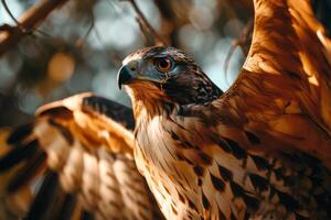 Javan Hawk Eagle bird wings flaping in the natural habitat photo