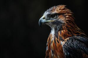 Javan Hawk Eagle bird in studio isolated on black background photo
