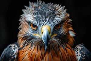 Javan Hawk Eagle bird in studio isolated on black background photo