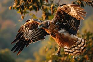 Javan Hawk Eagle bird flying in the natural habitat photo