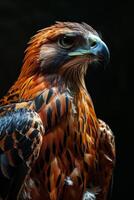 Javan Hawk Eagle bird in studio isolated on black background photo