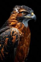 Javan Hawk Eagle bird in studio isolated on black background photo