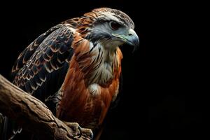 javanese hawk Eagle bird on the rooted in studio isolated on black background photo