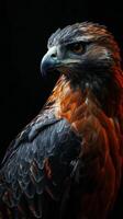 javanese hawk Eagle bird in studio isolated on black background photo