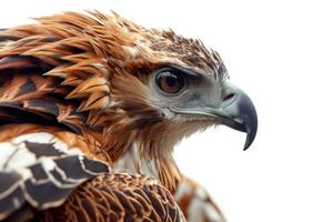 javanese hawk Eagle bird in studio isolated on white background photo