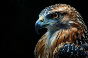 javanese hawk Eagle bird in studio isolated on black background photo