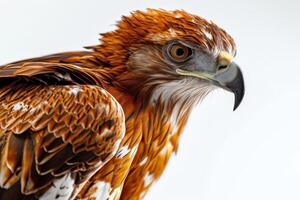 javanese hawk Eagle bird in studio isolated on white background photo
