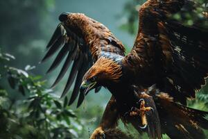 javanese Eagle bird fighting in the natural habitat photo
