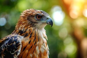 javanese hawk eagle bird in the natural habitat photo