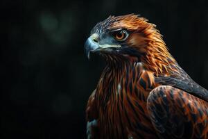 javanese hawk Eagle bird in the natural habitat photo